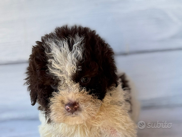 Lagotto romagnolo