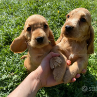 Cocker spaniel fulvi e neri cuccioli