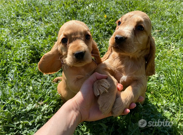 Cocker spaniel fulvi e neri cuccioli