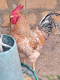 Gallo ibrido marans-amrock