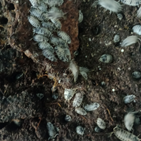 Isopodi porcellio laevis dalmatian