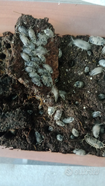 Isopodi porcellio laevis dalmatian
