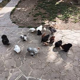 Aggiungi un Tocco d'Eleganza al Tuo Pollaio