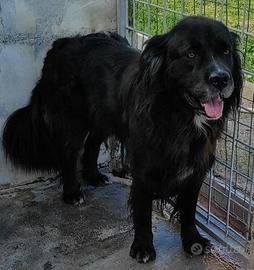 Cane in adozione simil terranova