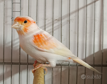 Coppia canarini rosso mosaico