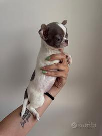 Chihuahua pedigree