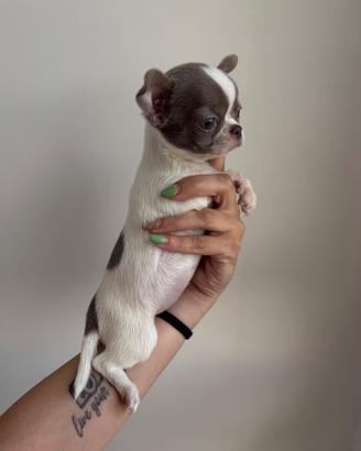 Chihuahua pedigree