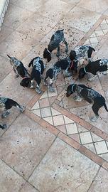 Cuccioli Kurzhaar bracco tedesco