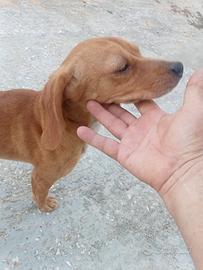 Cane da caccia