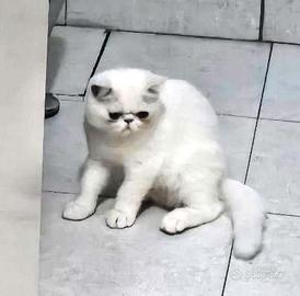 Exotic shorthair cuccioli