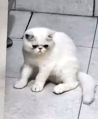 Exotic shorthair cuccioli