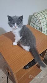 Cuccioli di gatti