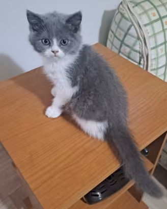 Cuccioli di gatti