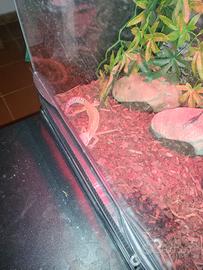 Geco Leoardino e Terrario