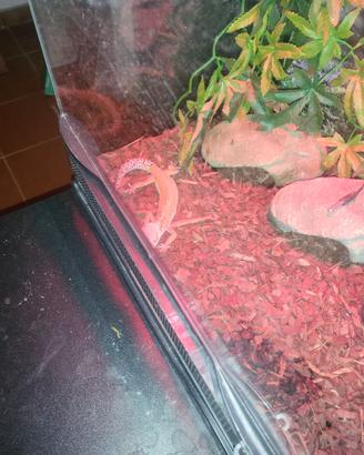 Geco Leoardino e Terrario