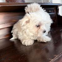 Maltese mini toy