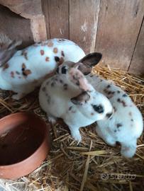 Conigli rex tricolor