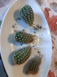 Piante grasse Echinopsis piccole piantine 