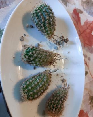 Piante grasse Echinopsis piccole piantine 