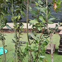 laurus nobili piante alloro