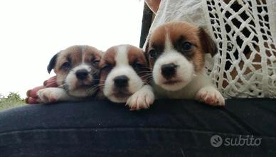 Jack Russell terrier
