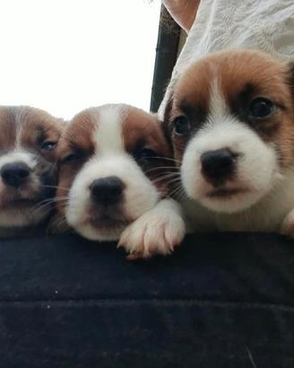 Jack Russell terrier