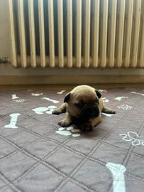 Cuccioli di bulldog francese Red