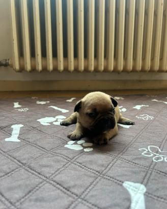 Cuccioli di bulldog francese Red