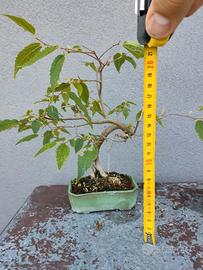 Bonsai shoin bagolaro