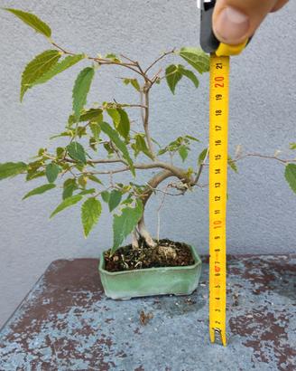 Bonsai shoin bagolaro