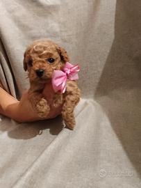 Cuccioli di barboncino minitoy