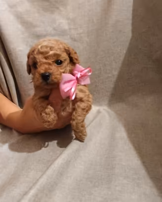Cuccioli di barboncino minitoy