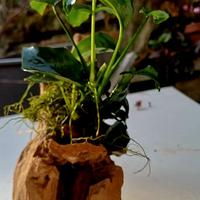 piante acquatiche anubias 
grande