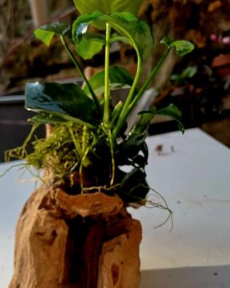 piante acquatiche anubias 
grande
