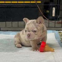 Bulldog francese esotico