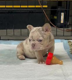 Bulldog francese esotico