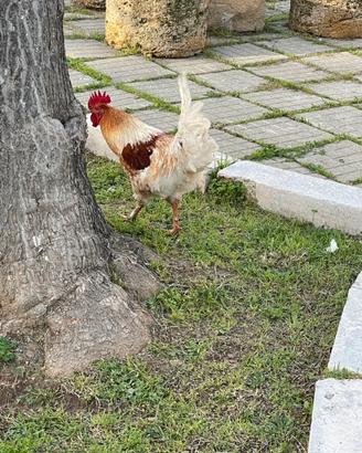 Gallo