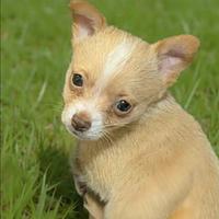 Cucciolo di Chihuaha