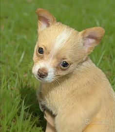 Cucciolo di Chihuaha