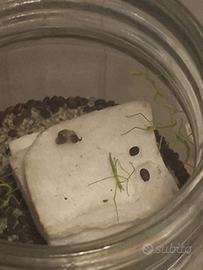 Insetti stecchi Cronopsis gallicus