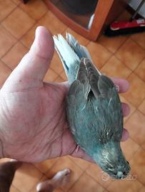 kakariki