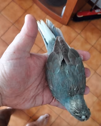 kakariki