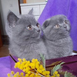 Cuccioli Scottish fold e Scottish straight