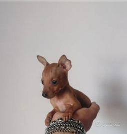 Miniatura pincher