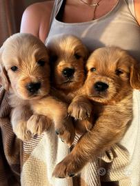 Cuccioli Golden Retriver