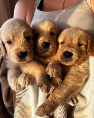 Cuccioli Golden Retriver