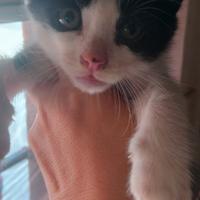 Gattino bicolore siamese