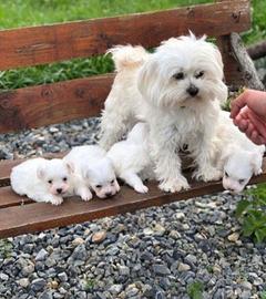 Maltese toy