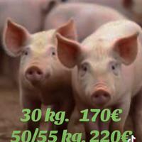 Maiali danese/durok vaccinati