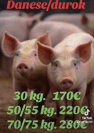 Maiali danese/durok vaccinati